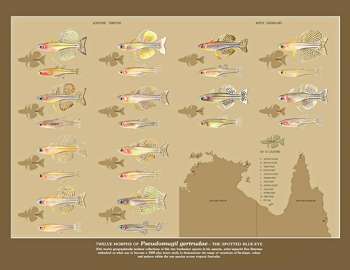 Ron Bowman's hand-painted artwork, Twelve Morphs of Pseudomugil gertrudae