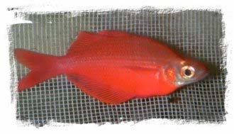 The 'Millennium Rainbow'