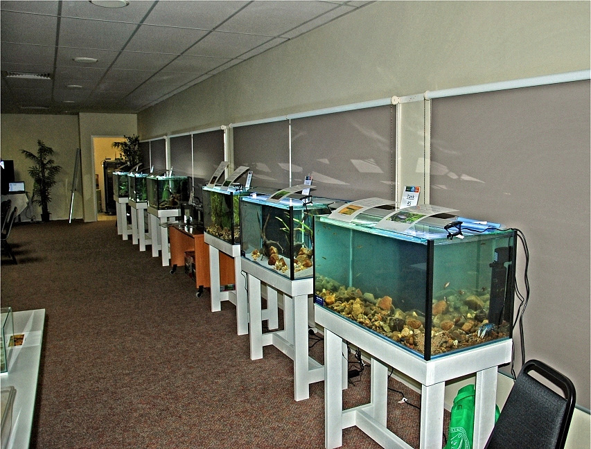 A row of display tanks set up at the convention