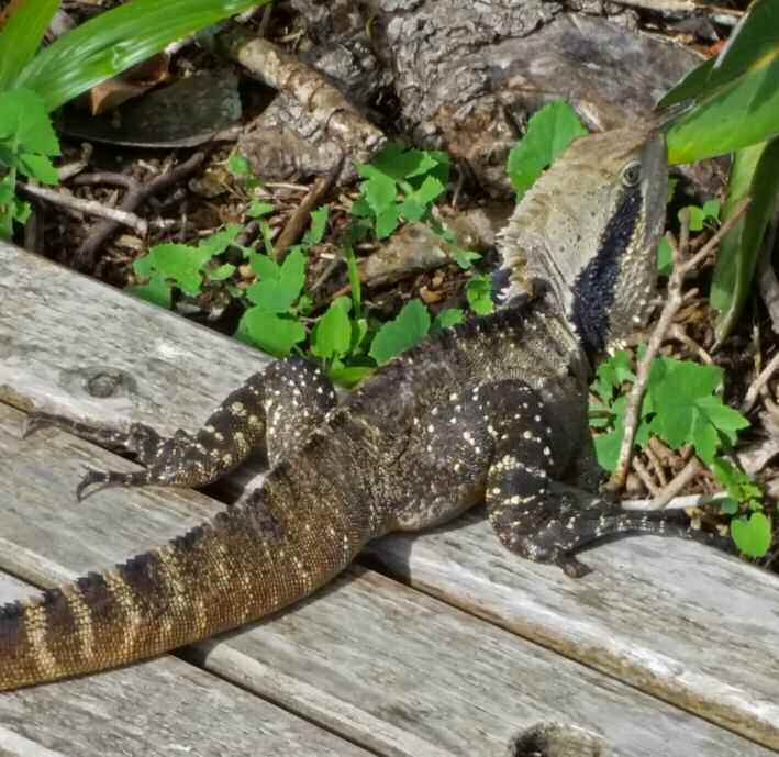 An Eastern Water Dragon at the convention venue