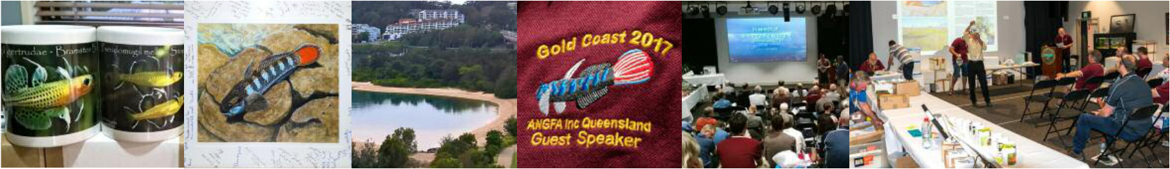 Photo collage of fishroom tanks, artwork, the Currumbin lake, and a convention polo shirt