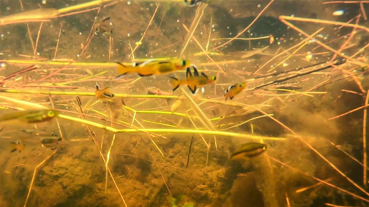 Honey Blue-eye (Pseudomugil mellis) wild biotope