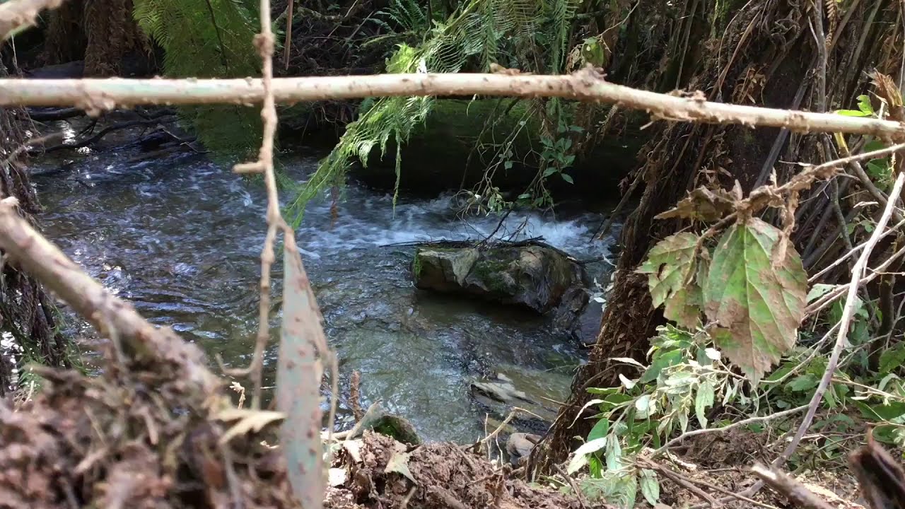 Obscure Galaxias, Riffle Galaxias and Two-spined Blackfish habitat