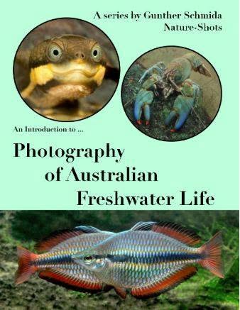 Photography of Australian Freshwater Life